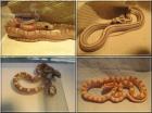 NZ 2022 Hypo-Pewter Butter het. Striped Ghost het. Striped