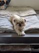 Shih-Tzu Malteser Mischling Rüde
